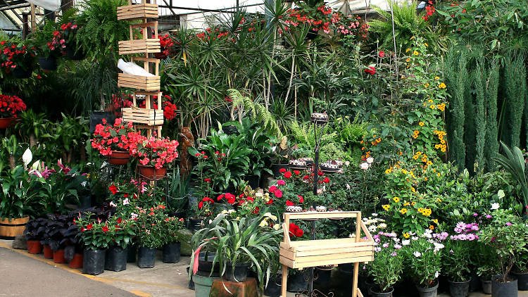 Mercado de las flores en Xochimilco mercado-de-las-flores-xochimilco