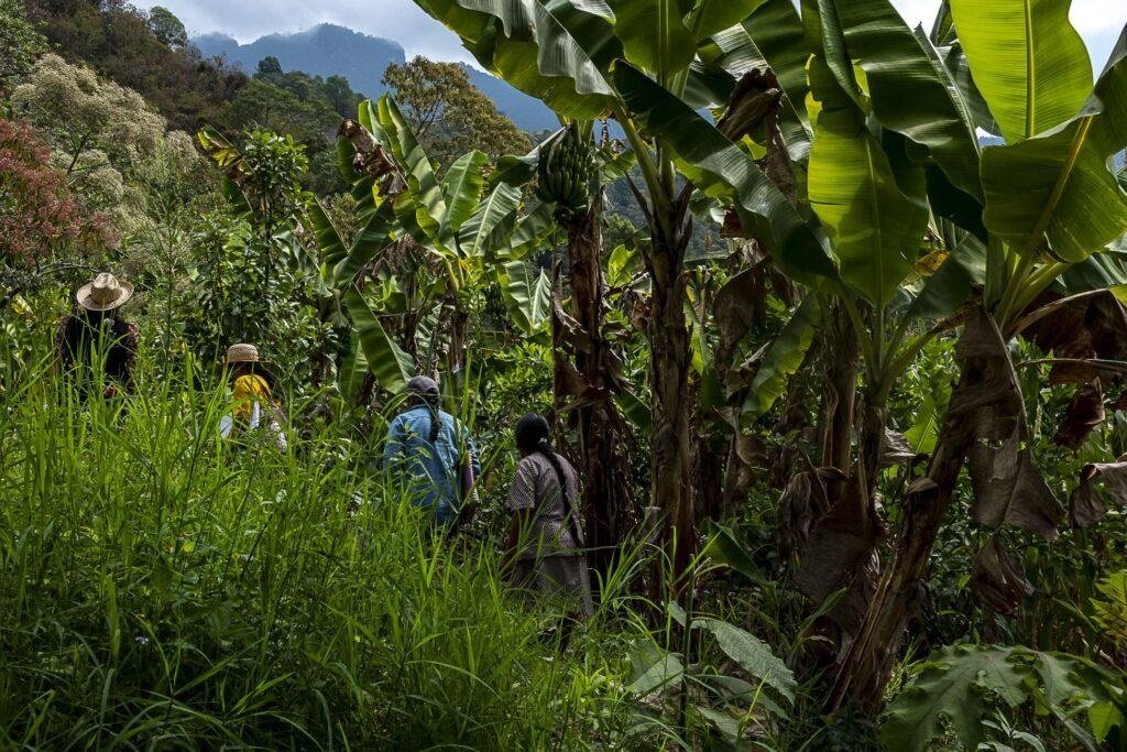 historias humanas de los campos de chiapas