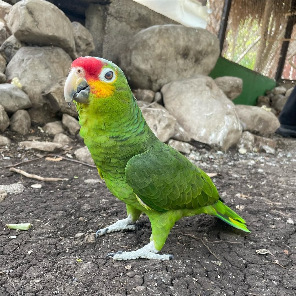 loros en méxico estan en peligro y con ellos la selva y nuestro propio ecosistema